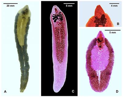 Paleobiogeographical origins of Fasciola hepatica and F. gigantica in light of new DNA sequence characteristics of F. nyanzae from hippopotamus